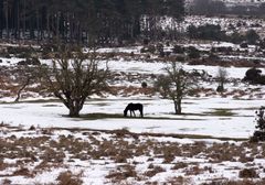 Melting Snow at Godshill