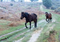 Beasts from the East, New Forest