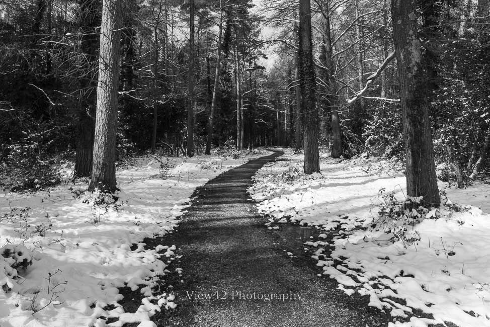 Snow at Godshill Wood