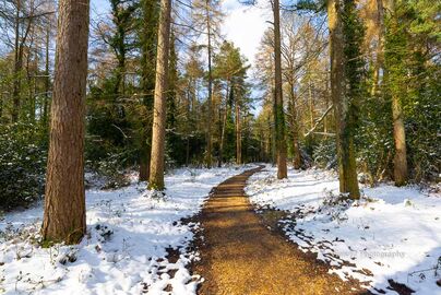 Godshill Woods, New Forest