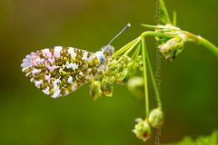 Anthocharis Cardamines winter spring 2018 Fordingbridge New Forest