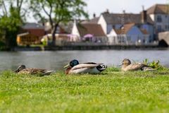 Got my ducks in a row winter spring 2018 Fordingbridge New Forest