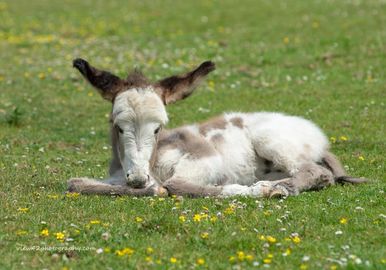New Forest New Donkey, 16" x 12" incl. mount: £20