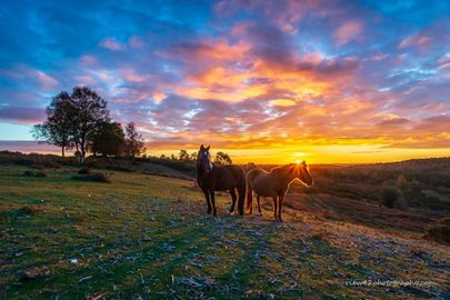 Sunset Ponies. 20" x 16" incl. mount: £30