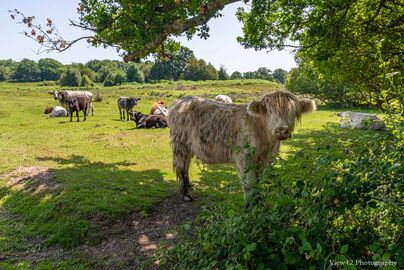 Shaggy in The Shade, New Forest