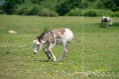 These legs are awkward summer 2018 Fordingbridge New Forest