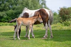 A new generation on the New Forest summer 2018 Fordingbridge New Forest