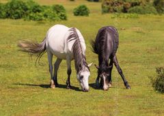 Harmony on The New Forest