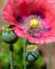 Garden Poppy summer 2018 Fordingbridge New Forest