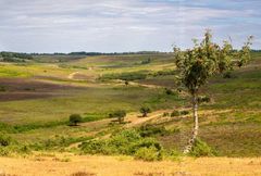 Hot Valley, Deadman Bottom summer 2018 Fordingbridge New Forest