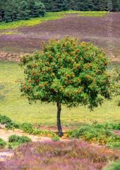 Mountain Ash and Purple Heather
