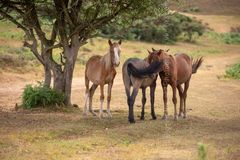 Fan Me! summer 2018 Fordingbridge New Forest