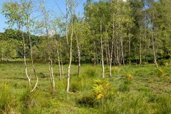 Green but still dry summer 2018 Fordingbridge New Forest