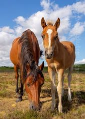 Mother and Foal, New Forest