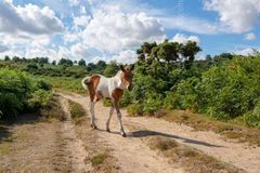 The beauty of youth summer 2018 Fordingbridge New Forest