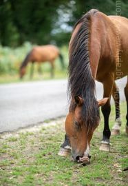 F1.4 New Forest, ponies, shallow depth of field