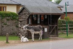 Wailting For a Bus donkeys, waiting for a bus, bus stop