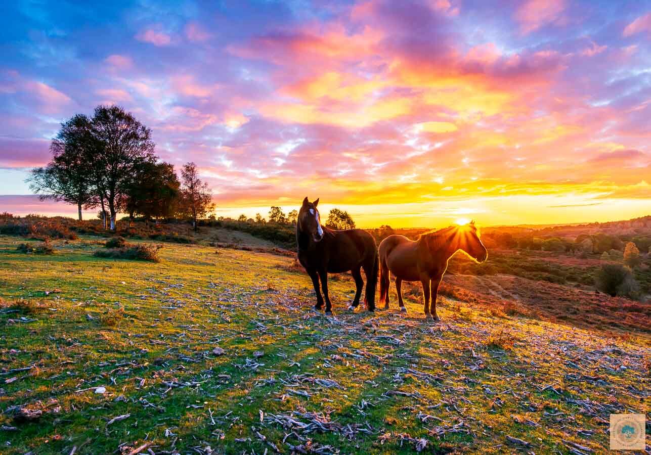 Sunset Ponies