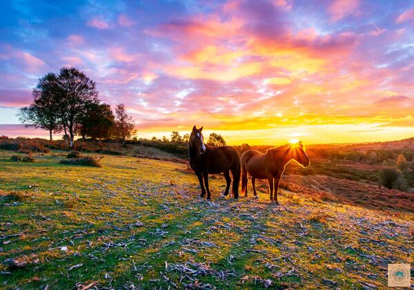 Sunset Ponies