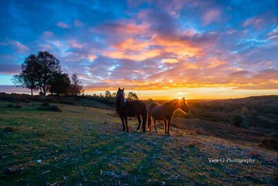 Sunset Ponies at Sunset, Godshill
