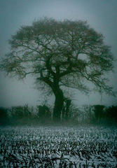 Ghost Tree