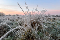 Ground Frost