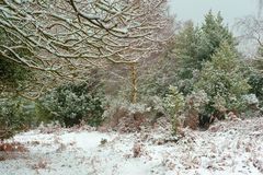 Winter Forest 1