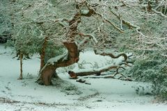 Winter Forest 2