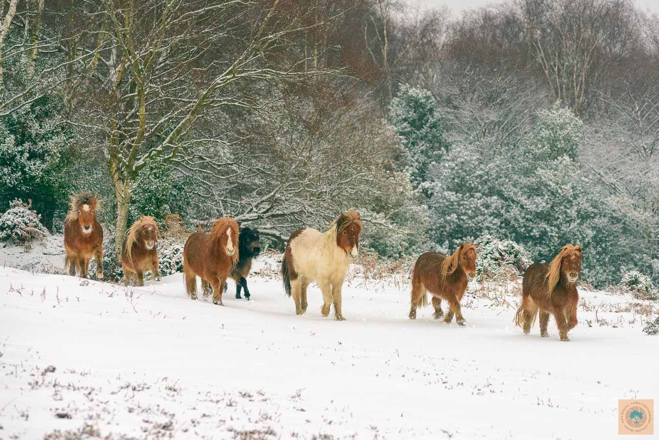 Magnificent Seven