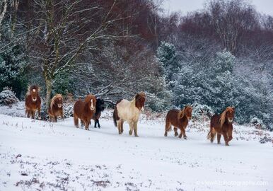 Shetland Ponies at Bramble Hill
