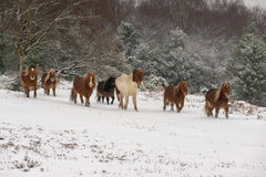 Shetland Ponies on The Forest 1