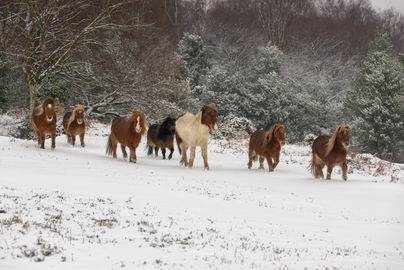 Shetland Ponies on The Forest 1