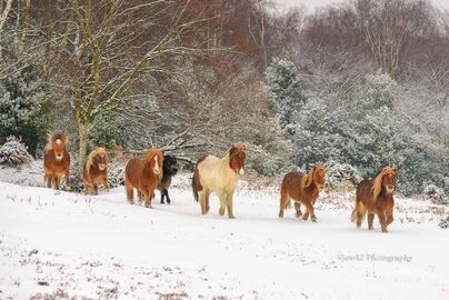 Magnificent Seven, Bramble Hill, New Forest