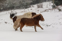 Shetland Ponies on The Forest 2