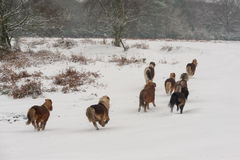 Shetland Ponies on The Forest 3