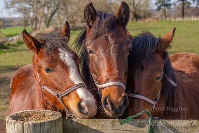 Three Horses