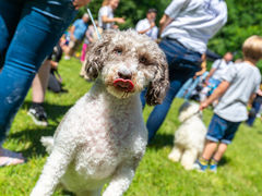 Sandy Balls Dog Show Contestant