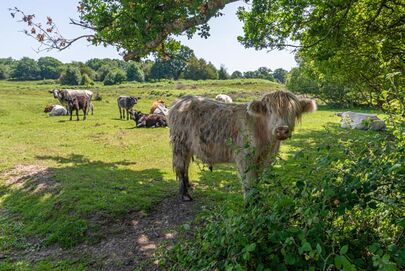 Shaggy in The Shade