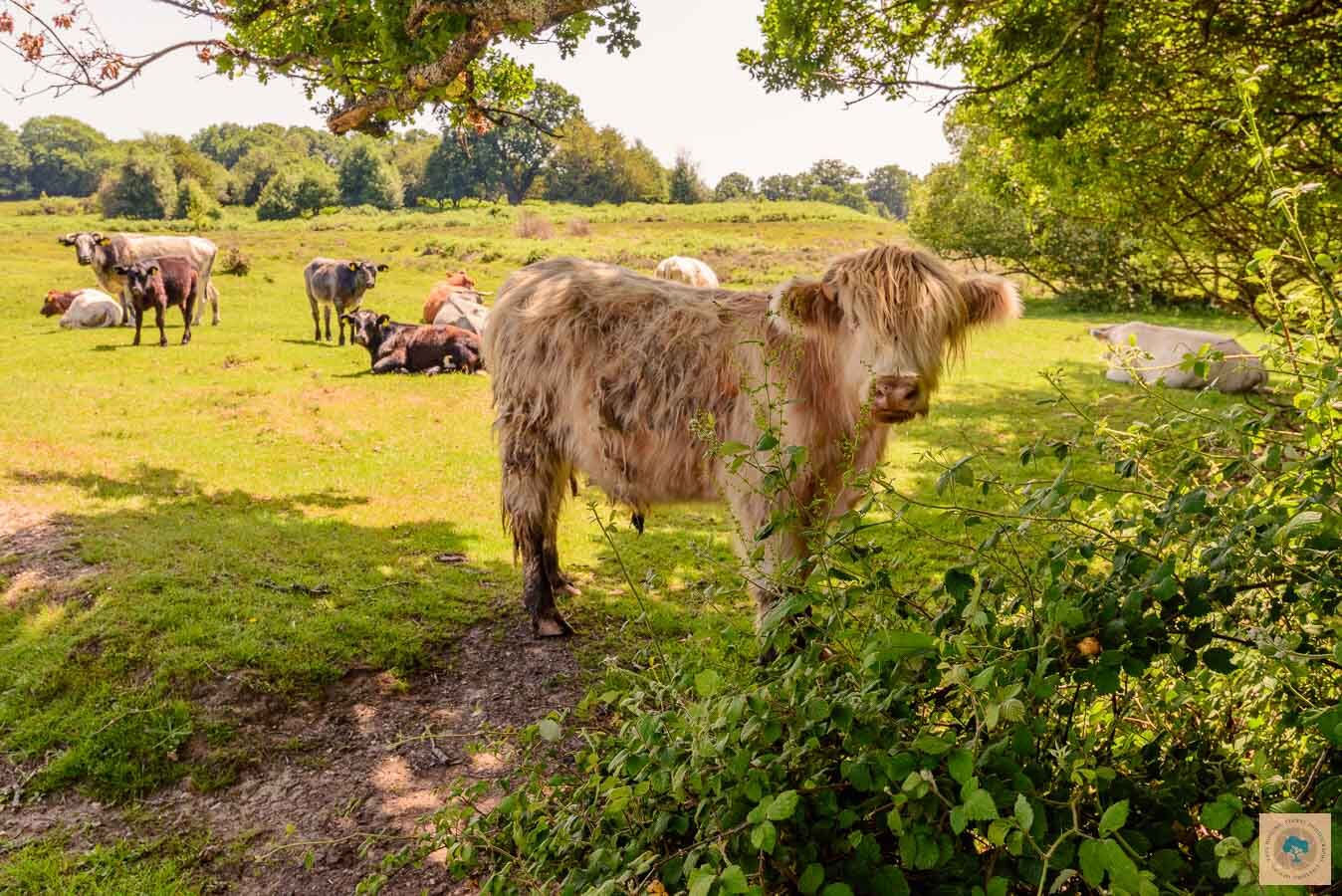 Shaggy in The Shade