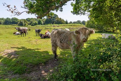 New Forest Shaggy Cow