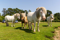 The Pony Mob