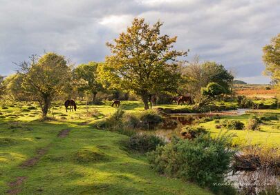 Autumn Sunshine at Ogdens