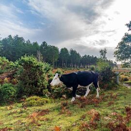 On the Moove (square)