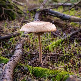 Inky Toadstool, New Forest, 30cm x 30cm with 40cm x 40cm mount