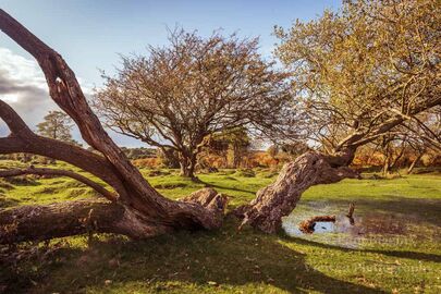 Ogdens Trees