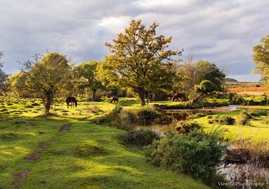 Autumn Sunshine at Ogdens