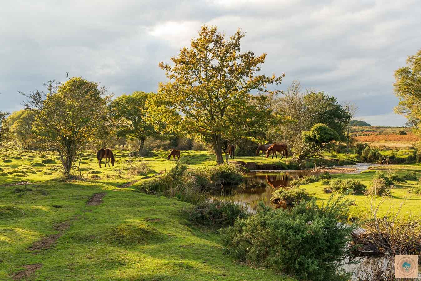 Ogdens in Autumn