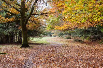 Autumn at Godshill Wood