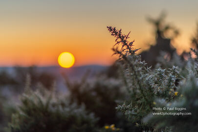 New Forest Sunrise