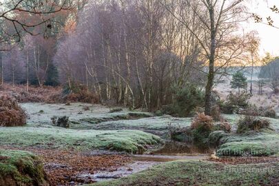 Beyond Pitts Wood